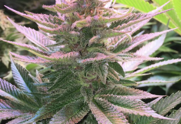 Purple Punch Strain: A Legendary Heavy Hitter With Sweet Grape Flavors